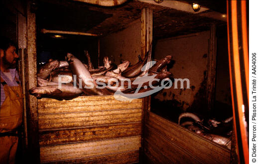 Le poisson reste bien au frais dans les cales du bateau - © Didier Perron / Plisson La Trinité / AA04006 - Photo Galleries - Perron Didier