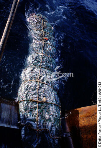 Filet remplie de poissons. - © Didier Perron / Plisson La Trinité / AA04013 - Photo Galleries - Fishing nets