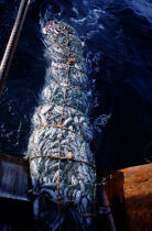 Filet remplie de poissons. © Didier Perron / Plisson La Trinité / AA04013 - Photo Galleries - Fishing nets