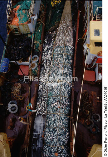 Poissons vidés du filet à bord d'un chalutier. - © Didier Perron / Plisson La Trinité / AA04016 - Nos reportages photos - Grande pêche