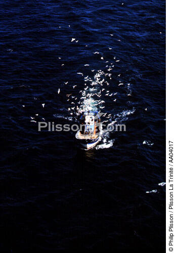 Retour de pêche fêté par de nombreuses mouettes. - © Philip Plisson / Plisson La Trinité / AA04017 - Photo Galleries - Boat