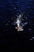 Retour de pêche fêté par de nombreuses mouettes. © Philip Plisson / Plisson La Trinité / AA04017 - Photo Galleries - Boat