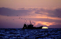 La pêche continue au lever du soleil © Philip Plisson / Plisson La Trinité / AA04032 - Photo Galleries - Sunset