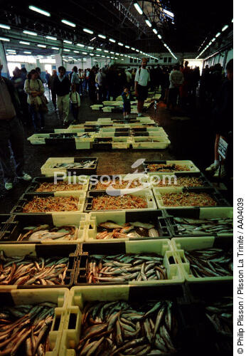 La criée du Guilvinec - © Philip Plisson / Plisson La Trinité / AA04039 - Photo Galleries - Fish dock