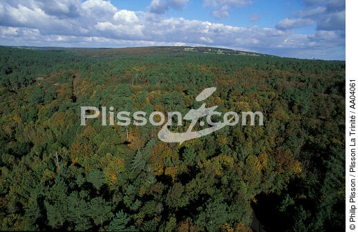 La forêt aux légendes : Brocéliande. - © Philip Plisson / Plisson La Trinité / AA04061 - Photo Galleries - Site of Interest [35]
