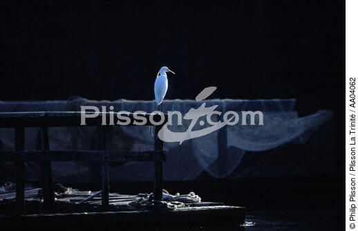 Aigrette dans le Golfe du Morbihan - © Philip Plisson / Plisson La Trinité / AA04062 - Nos reportages photos - Aigrette