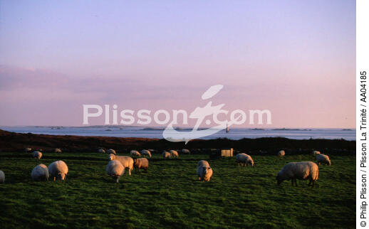 Moutons à Ouessant. - © Philip Plisson / Plisson La Trinité / AA04185 - Nos reportages photos - Ouessant