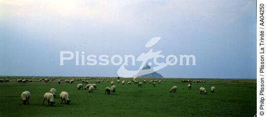Moutons dans la baie du Mont Saint-Michel - © Philip Plisson / Plisson La Trinité / AA04250 - Nos reportages photos - Mouton