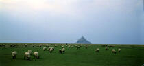 Moutons dans la baie du Mont Saint-Michel © Philip Plisson / Plisson La Trinité / AA04250 - Nos reportages photos - Faune et Flore