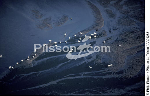 OIseaux dans le bassin d'Arcachon. - © Philip Plisson / Plisson La Trinité / AA04288 - Photo Galleries - Marshland bird