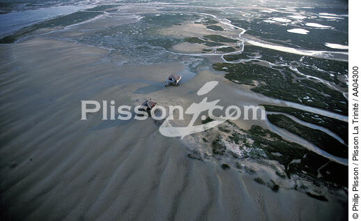 Ile aux oiseaux. - © Philip Plisson / Plisson La Trinité / AA04300 - Nos reportages photos - Arcachon [Bassin d']