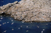 Vol de mouettes sur les côtes bretonne © Philip Plisson / Plisson La Trinité / AA04331 - Nos reportages photos - Oiseau marin