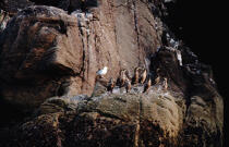 Cormorans sur un rocher. © Philip Plisson / Plisson La Trinité / AA04332 - Photo Galleries - Cormorant