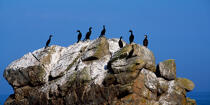 Cormorans sur un rocher. © Philip Plisson / Plisson La Trinité / AA04334 - Photo Galleries - Cormorant