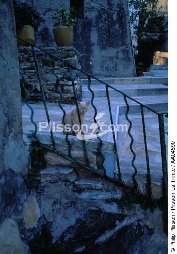 Chat dans unvillage du Cap Corse. - © Philip Plisson / Plisson La Trinité / AA04590 - Nos reportages photos - Corse