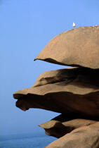 Une mouette sur un rocher. © Philip Plisson / Plisson La Trinité / AA04832 - Nos reportages photos - Ciel bleu