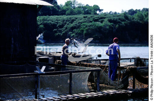 Ferme de pisciculture en rivière d'auray. - © Philip Plisson / Plisson La Trinité / AA04836 - Nos reportages photos - Pisciculture