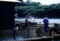 Ferme de pisciculture en rivière d'auray. © Philip Plisson / Plisson La Trinité / AA04836 - Nos reportages photos - Rivière [56]