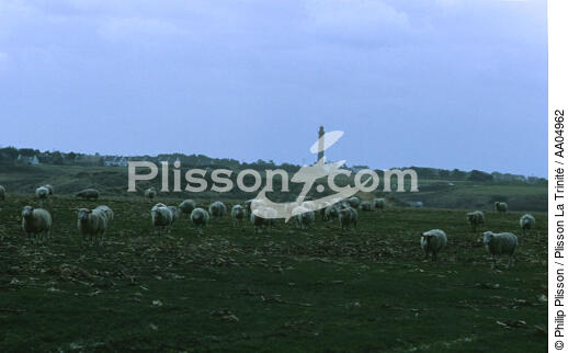 Moutons sur Belle ile. - © Philip Plisson / Plisson La Trinité / AA04962 - Photo Galleries - Belle-Ile