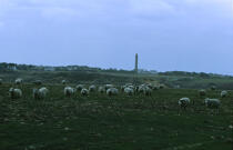 Moutons sur Belle ile. © Philip Plisson / Plisson La Trinité / AA04962 - Photo Galleries - Lighthouse [56]
