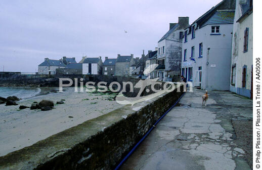 Sur les quais à Sein. - © Philip Plisson / Plisson La Trinité / AA05006 - Photo Galleries - Dog