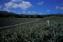 Cuture de l'ananas à la Martinique © Philip Plisson / Plisson La Trinité / AA05325 - Photo Galleries - Land activity