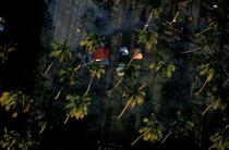 Campement sous les Palmiers. © Philip Plisson / Plisson La Trinité / AA05333 - Nos reportages photos - Palmier