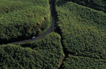 Routes et forêt vus du ciel © Philip Plisson / Plisson La Trinité / AA05372 - Nos reportages photos - Voiture