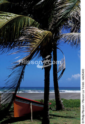 Plage et cocotiers sous le soleil de la Martinique. - © Philip Plisson / Plisson La Trinité / AA05400 - Photo Galleries - Tree