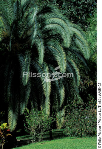 Végétation luxuriante à la Martinique - © Philip Plisson / Plisson La Trinité / AA05402 - Nos reportages photos - Palmier