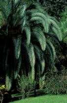 Végétation luxuriante à la Martinique © Philip Plisson / Plisson La Trinité / AA05402 - Photo Galleries - Palm tree