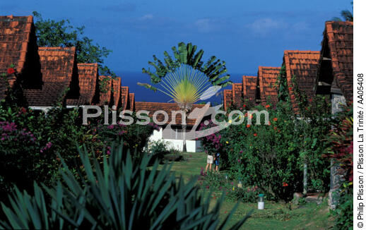 Habitation Leiritz et son arbre du voyageur. - © Philip Plisson / Plisson La Trinité / AA05408 - Nos reportages photos - Arbre