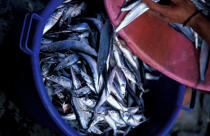 Balaous ou poissons volants. © Philip Plisson / Plisson La Trinité / AA05432 - Nos reportages photos - Faune