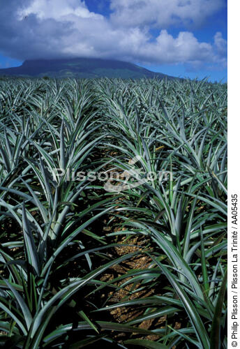 Plantation d'ananas devant la montagne Pelée. - © Philip Plisson / Plisson La Trinité / AA05435 - Nos reportages photos - Plantation