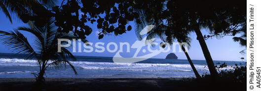 Plage du Diamant [Martinique] - © Philip Plisson / Plisson La Trinité / AA05451 - Photo Galleries - Coconut palm