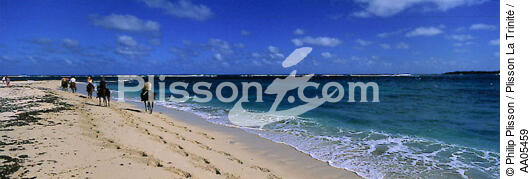Ballade équestre sur la plage de l'Anse Trabaud [Martinique] - © Philip Plisson / Plisson La Trinité / AA05459 - Photo Galleries - Beach