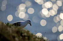 Goéland argenté sur les côtes de Belle-Ile. © Philip Plisson / Plisson La Trinité / AA05472 - Nos reportages photos - Oiseau marin