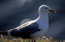 Goéland argenté. © Philip Plisson / Plisson La Trinité / AA05473 - Nos reportages photos - Oiseau marin