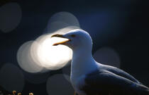 Le goéland argenté. © Philip Plisson / Plisson La Trinité / AA05474 - Nos reportages photos - Oiseau marin
