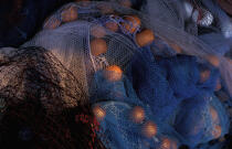 Filets de pêche. © Philip Plisson / Plisson La Trinité / AA05816 - Photo Galleries - Fishing nets