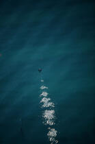 Envol d'un cormoran. © Guillaume Plisson / Plisson La Trinité / AA05938 - Photo Galleries - Cormorant