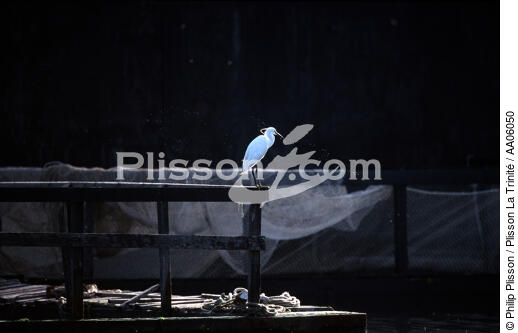 Aigrette sur la rivière d'Auray. - © Philip Plisson / Plisson La Trinité / AA06050 - Photo Galleries - Hydrology
