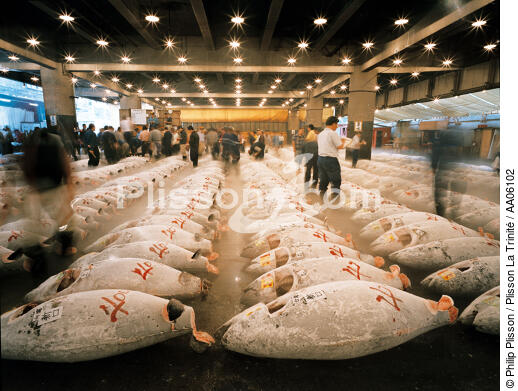 Le marché de Tokyo, le plus grand marché de poisson du monde. - © Philip Plisson / Plisson La Trinité / AA06102 - Nos reportages photos - Faune et Flore
