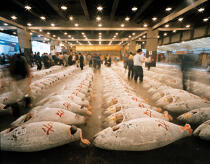 Le marché de Tokyo, le plus grand marché de poisson du monde. © Philip Plisson / Plisson La Trinité / AA06102 - Nos reportages photos - Criée