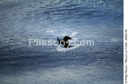 Oiseau mazouté. - © Philip Plisson / Plisson La Trinité / AA06145 - Nos reportages photos - Oiseau marin
