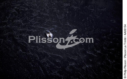 Fou de Bassan prisonnier d'une nappe de pétrole. - © Philip Plisson / Plisson La Trinité / AA06154 - Nos reportages photos - Faune et Flore