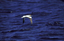 Fou de Bassan. © Philip Plisson / Plisson La Trinité / AA06155 - Nos reportages photos - Oiseau marin