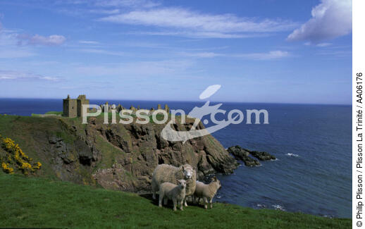 Le château de Dunnottar en Ecosse. - © Philip Plisson / Plisson La Trinité / AA06176 - Photo Galleries - Sheep