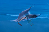 Mouette saisie en plein vol. © Philip Plisson / Plisson La Trinité / AA06274 - Nos reportages photos - Oiseau marin