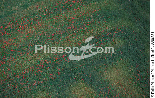 Pré fleuri dans le Gard. - © Philip Plisson / Plisson La Trinité / AA06331 - Nos reportages photos - Faune et Flore